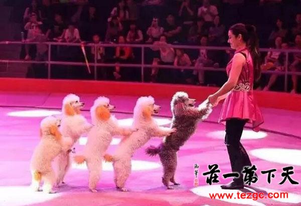训狗表演